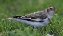 Snow Bunting